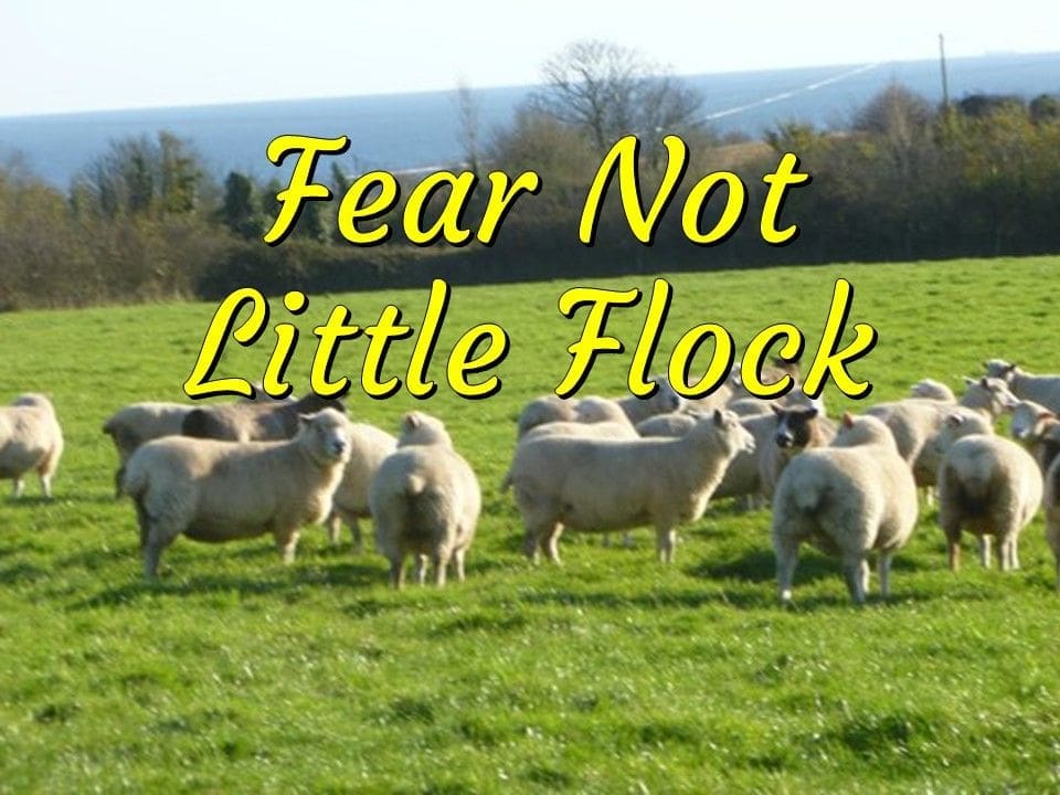 no flocks given